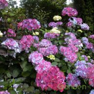   Fűrészeslevelű hortenzia 'Hindrangea serrata preziosa