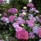 Fűrészeslevelű hortenzia 'Hindrangea serrata preziosa