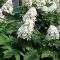 Tölgylevelű hortenzia 'Hydrangea Quercifolia Snow Queen'