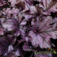 Tűzeső 'Heuchera Forever Purple'