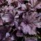 Tűzeső 'Heuchera Forever Purple'