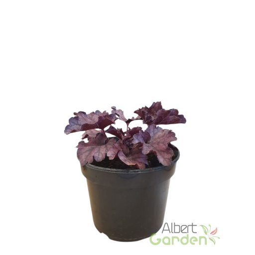 Tűzeső 'Heuchera Forever Purple'