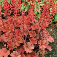 Tűzeső 'heuchera Cherry Cola'