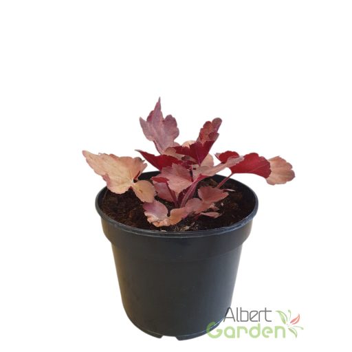 Tűzeső 'heuchera Cherry Cola'