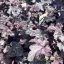 Tűzeső 'Heuchera Blackberry Jam'