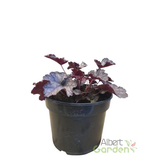 Tűzeső 'Heuchera Blackberry Jam'