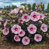Sötétkék csillagmintás mocsári hibiszkusz évelő virág