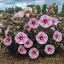 Sötétkék csillagmintás mocsári hibiszkusz évelő virág