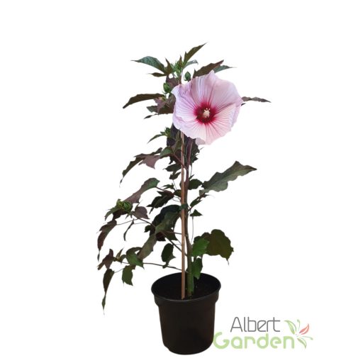 Mocsári hibiszkusz 'Starry Night'