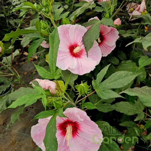 Sötétkék csillagmintás mocsári hibiszkusz évelő virág