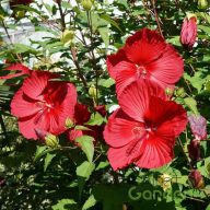Mocsári hibiszkusz 'My Valentine'