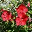 Mocsári hibiszkusz 'My Valentine'