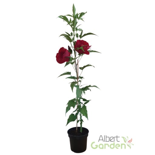 Mocsári hibiszkusz 'My Valentine'