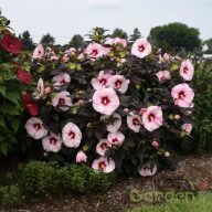 Mocsári hibiszkusz 'Perfect Storm'
