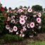 Mocsári hibiszkusz 'Perfect Storm'