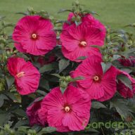 Mocsári hibiszkusz 'Summer in paradise'