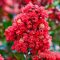 Kínai selyemirtusz 'Lagerstroemia indica ‘Enduring Red’ K3 30/40'