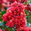 Kínai selyemirtusz 'Lagerstroemia indica ‘Enduring Red’ K3 30/40'