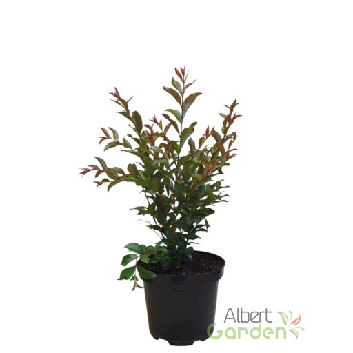 Kínai selyemirtusz 'Lagerstroemia indica ‘Enduring Red’ K3 30/40'
