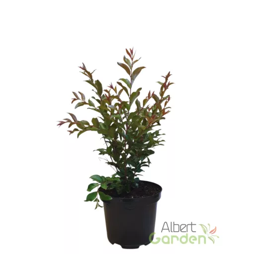 Kínai selyemirtusz 'Lagerstroemia indica ‘Enduring Red’ K3 30/40'