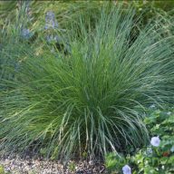 Csenkesz 'Festuca 'Green Form'