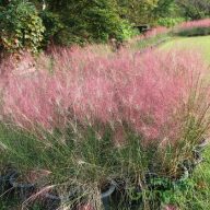 Tőtippan 'Eragrostis purple Love Grass'