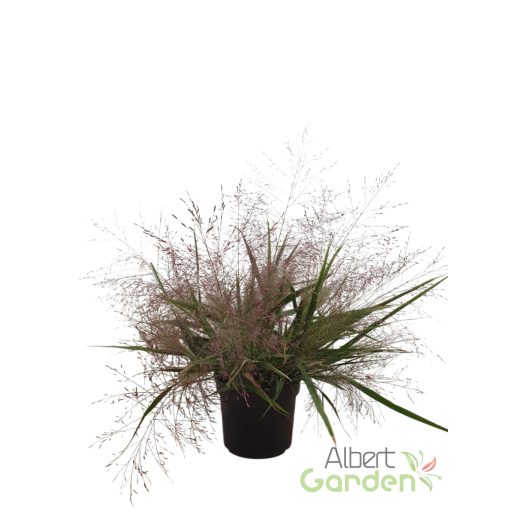 Tőtippan 'Eragrostis purple Love Grass'