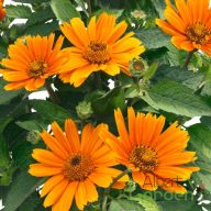   Érdes napszemvirág 'Heliopsis Sole d'Aranica'