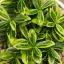 Kúszó Kecskerágó 'Euonymus Japonica Golden Rocket'