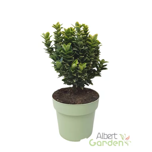 Kúszó Kecskerágó 'Euonymus Japonica Golden Rocket'