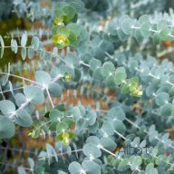 Eukaliptusz 'Eucalyptus Cinerea Silver Dollar'