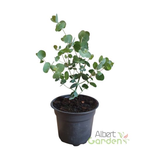 Eukaliptusz 'Eucalyptus Cinerea Silver Dollar'