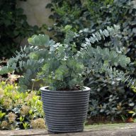 Eukaliptusz 'Eucalyptus Pulverlanta Baby Blue'