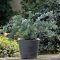 Eukaliptusz 'Eucalyptus Pulverlanta Baby Blue'