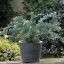 Eukaliptusz 'Eucalyptus Pulverlanta Baby Blue'