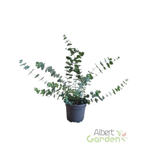 Eukaliptusz 'Eucalyptus Pulverlanta Baby Blue'