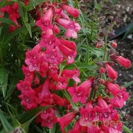 Élénkpiros bugatölcsér Penstemon Harlequin Red évelő kerti virág, tölcsérszerű piros virágokkal bőségesen virágzó hajtásokon