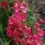 Élénkpiros bugatölcsér Penstemon Harlequin Red évelő kerti virág, tölcsérszerű piros virágokkal bőségesen virágzó hajtásokon