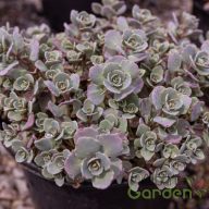 Varjúháj 'Sedum Cauticola Rocky'
