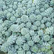   Ezüstös varjúháj 'Sedum dasyphyllum 'Silver Rose' 