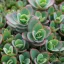 Kékeszöld rozettás varjúháj Sedum Sunsparkler Lime Zinger évelő sziklakertbe, piros szegélyű kékeszöld húsos rozetta levelek