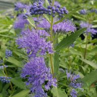 Kékszakáll 'Caryopteris ‘Dark Knight’ 