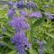 Kékszakáll 'Caryopteris ‘Dark Knight’ 