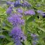 Kékszakáll 'Caryopteris ‘Dark Knight’ 