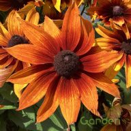 Kúpvirág 'Rudbeckia × hybrida Summerina Sunreef’