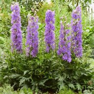 Évelő Szarkaláb 'Delphinium Delgenius Breezin'