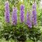 Évelő Szarkaláb 'Delphinium Delgenius Breezin'