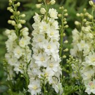 Évelő Szarkaláb 'Delphinium Delgenius ‘Neva’