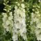 Évelő Szarkaláb 'Delphinium Delgenius ‘Neva’