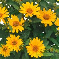   Érdes napszemvirág 'Heliopsis Helianthoides 'Sole Magica'